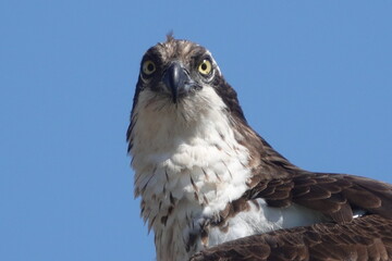 Osprey portrait