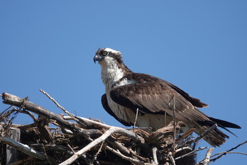 Nesting osprey