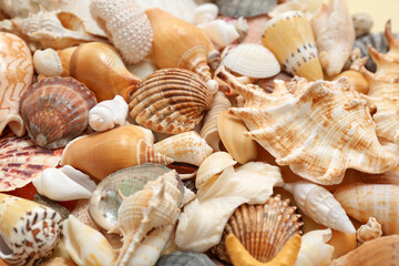 Many different seashells as background