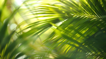 Obraz premium Sunlit Palm Fronds.