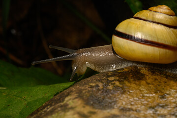 Snail on an adventure on a rock