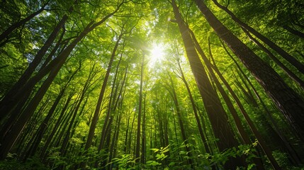 Dense foliage with sunlight filtering through, casting a magical glow on a jungle pond, rich greenery, serene reflections, detailed and tranquil