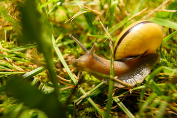 Snail on an adventure on a rock