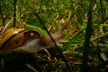Snail on an adventure on a rock