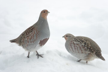 Hungariain Partridge in the snow