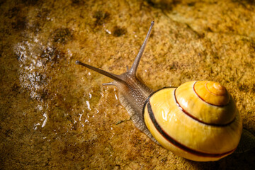 Snail on an adventure on a rock