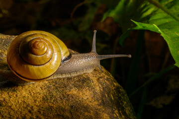 Snail on an adventure on a rock