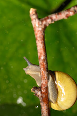 Snail on an adventure on a rock