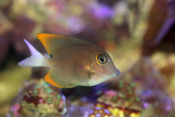 Tomini surgeonfish aka Tomini tang fish - Ctenochaetus tominiensis
