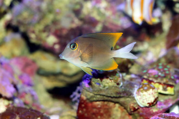 Tomini surgeonfish aka Tomini tang fish - Ctenochaetus tominiensis
