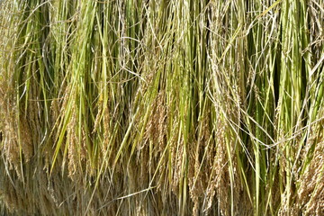 Rice after harvesting_JAPAN Niigata Prefecture_ハザかけした稲