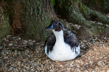 duck sitting in front of a tree trunk
