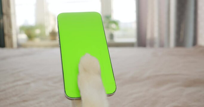 Pet paw swipping, tapping smartphone screen. Dog or cat is using phone. Green screen display on the smartphone. Dog holding phone, browsing, watching content online lying on bed at cozy home. POV