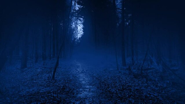 Lightning Illuminates Misty Woodland At Night Scary Scene