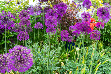 Group of tall, purple, huge flowering Allium Purple Sensation