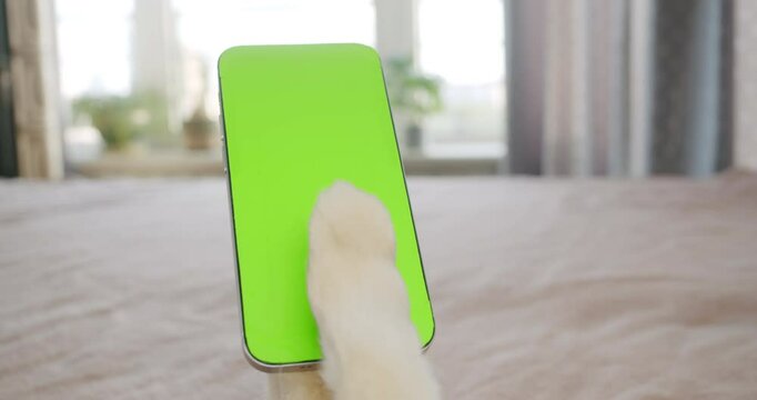 Pet paw swipping, tapping, touching smartphone screen. Dog or cat is using phone. Green screen display on the smartphone. Dog holding phone, browsing, watching content online. Bed cozy home. Pet POV