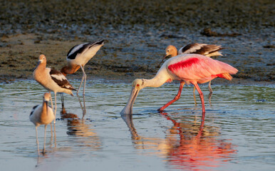 Roseate spoonbill and American avocets feeding in a tidal puddle at early morning, Galveston, Texas.