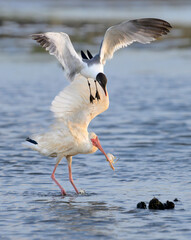 Laughing gull (Leucophaeus atricilla) trying to steal a caught crab from a white ibis (Eudocimus albus), Galveston, Texas, USA.