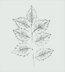 Gray stamp impression of a holly leaves with organic texture. Isolated leaf print for floral art or pattern.