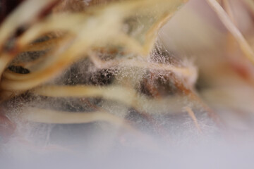 Macro shot of mushy and fungus onion