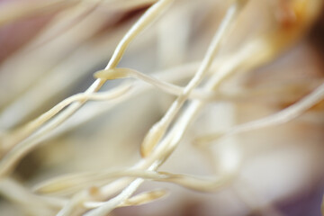 Macro shot of mushy and fungus onion