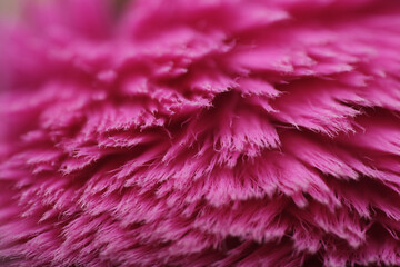 Close up shot of used blush brush wash with conditioner