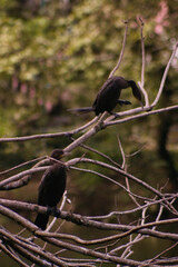 cormorán negro en rama de árbol sin hojas