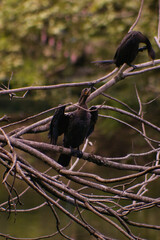 cormorán negro en ramas de árbol sin hojas a medio extender las alas