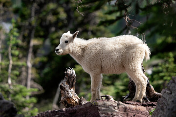 Baby Mountain Goat Glacier National Park