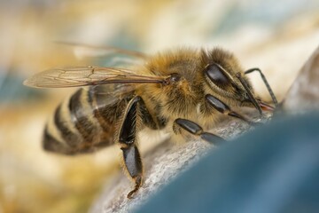 Close-up of a bee (Apis) drinking water, Ternitz, Lower Austria, Austria, Europe