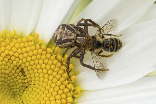 A brown crab spider or bush crab spider (Xysticus scalloped ribbonfish) with a captured bee on a daisy, Hesse, Germany, Europe