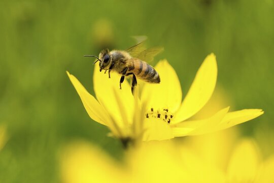 Close-up of a honey bee (apis mellifera) flying over a yellow flower with a blurred green background, Hesse, Germany, Europe