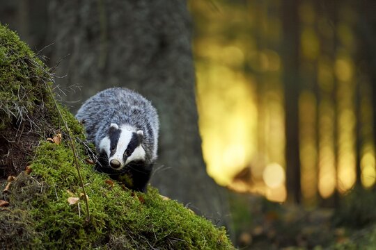 European badger (Meles meles), in the morning light on moss-covered hills standing in the forest, captive, Bohemian Forest, Czech Republic, Europe