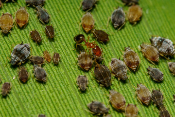 葉の上に集まるアブラムシの蜜を吸うアリンコ