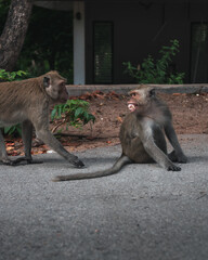 Monkeys fighting.