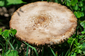 草原に生えるキノコのテーブル