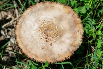 草原に生えるキノコのテーブル