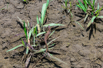 獲物を探すカナヘビ