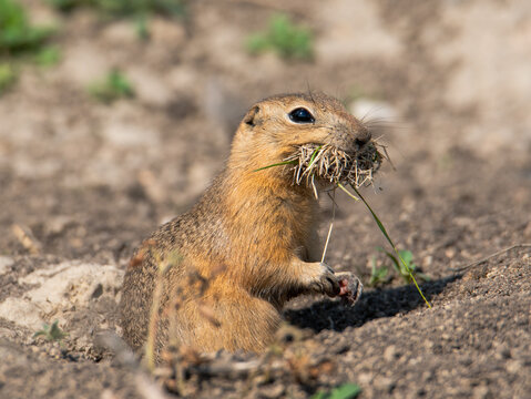 Richardson's ground squirrel beside burrow