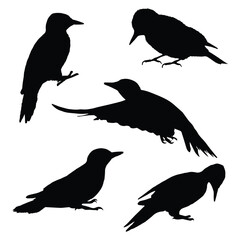 Set of Woodpecker Silhouette Vector Illustration