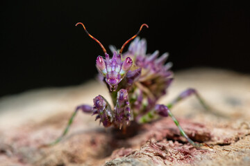 A beautiful juvenile spiny flower mantis (Pseudocreobotra ocellata) displaying its beautiful colours