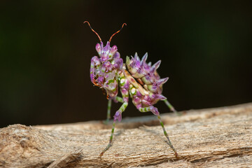 A beautiful juvenile spiny flower mantis (Pseudocreobotra ocellata) displaying its beautiful colours
