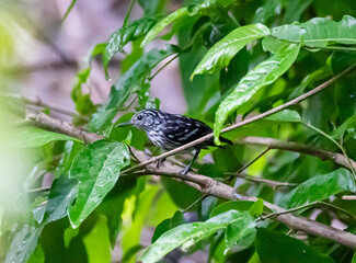 Striped or striated bird.