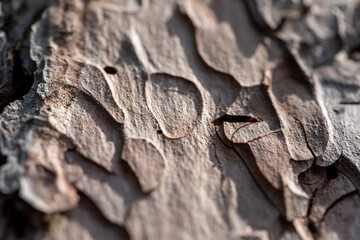 The beautifully textured red-hued bark of a red cedar tree from Ontario, Canada.