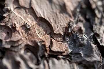 The beautifully textured red-hued bark of a red cedar tree from Ontario, Canada.