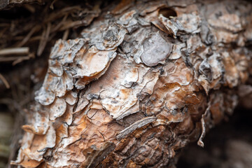 The beautifully textured red-hued bark of a red cedar tree from Ontario, Canada.