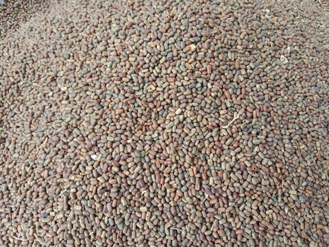 Top view of Sesbania bispinosa seeds pile displayed in order on vendor's.dhaincha seeds pile show for sale in the market.