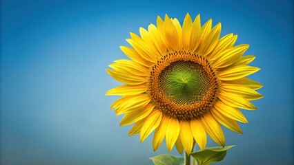 Isolated sunflower stem with vibrant yellow petals blooming , sunflower, yellow, blooming, isolated, stem, nature, flora, garden