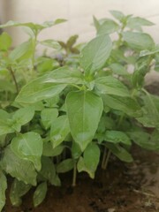 In the quiet corner of my garden, the basil plants stand proudly, their leaves unfurling like a green sea with waves of vibrant verdure. 