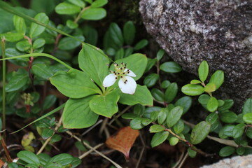 夏の千畳敷カールに咲く高山植物。ゴゼンタチバナ。
